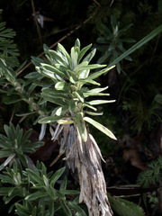 Celmisia walkeri