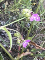 Tradescantieae