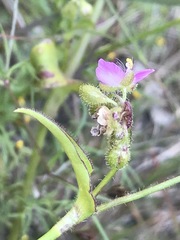 Tradescantieae