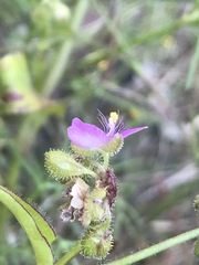 Tradescantieae