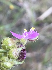 Tradescantieae