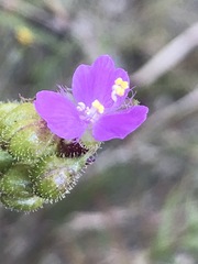 Tradescantieae