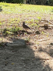 Spodiopsar cineraceus