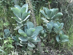 Kalanchoe marmorata