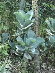 Kalanchoe marmorata