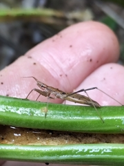 Sastrapada australica