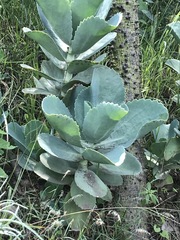 Kalanchoe marmorata