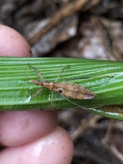 Sastrapada australica