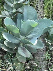 Kalanchoe marmorata