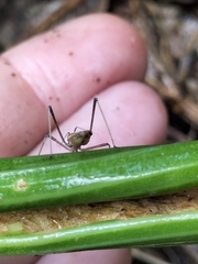 Sastrapada australica