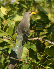 Ceuthmochares australis