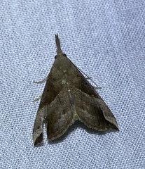 Hypena laceratalis