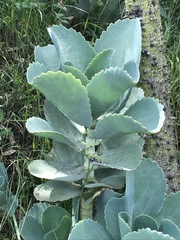 Kalanchoe marmorata