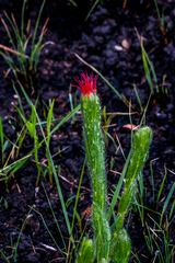 Acalypha depressinerva