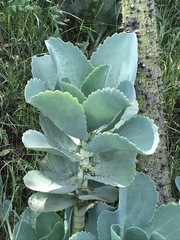 Kalanchoe marmorata