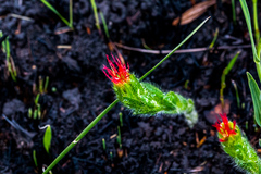 Acalypha depressinerva