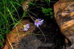 Afroaster serrulatus