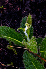Berkheya rhapontica
