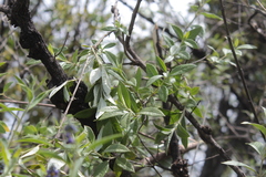 Buddleja parviflora