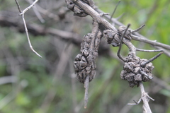 Buddleja parviflora