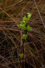 Eriosemopsis subanisophylla