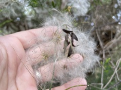 Clematis glycinoides