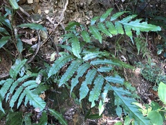 Tectaria phaeocaulis