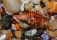 Turrilatirus turritus