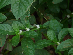 Alternanthera ficoidea