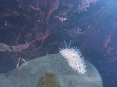 Aeolidia