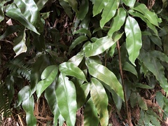 Diplazium donianum