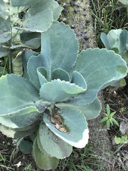 Kalanchoe marmorata