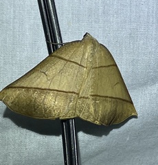 Systatica xanthastis