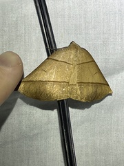 Systatica xanthastis