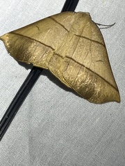 Systatica xanthastis