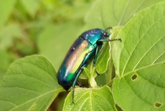 Chlorocala africana subsuturalis