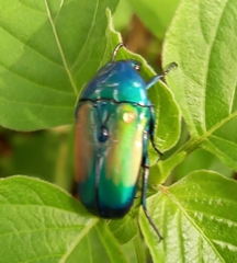 Chlorocala africana subsuturalis