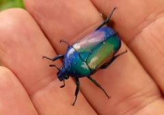 Chlorocala africana subsuturalis