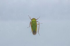 Nephotettix malayanus