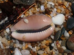 Lyncina vitellus
