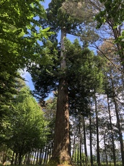 Sequoia sempervirens