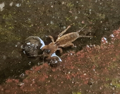 Gryllotalpa australis