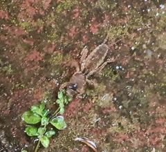 Gryllotalpa australis