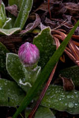 Helichrysum ecklonis