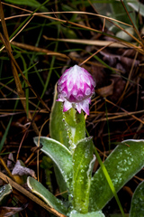 Helichrysum ecklonis