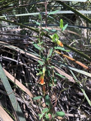 Marianthus bignoniaceus