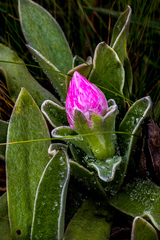 Helichrysum ecklonis
