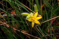 Hypoxis hemerocallidea
