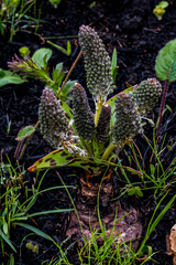 Ledebouria floribunda