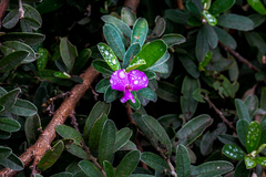 Podalyria burchellii